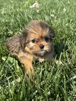 Wrenlee, a female Shorkie for sale in Canton, SD – 7 of 8