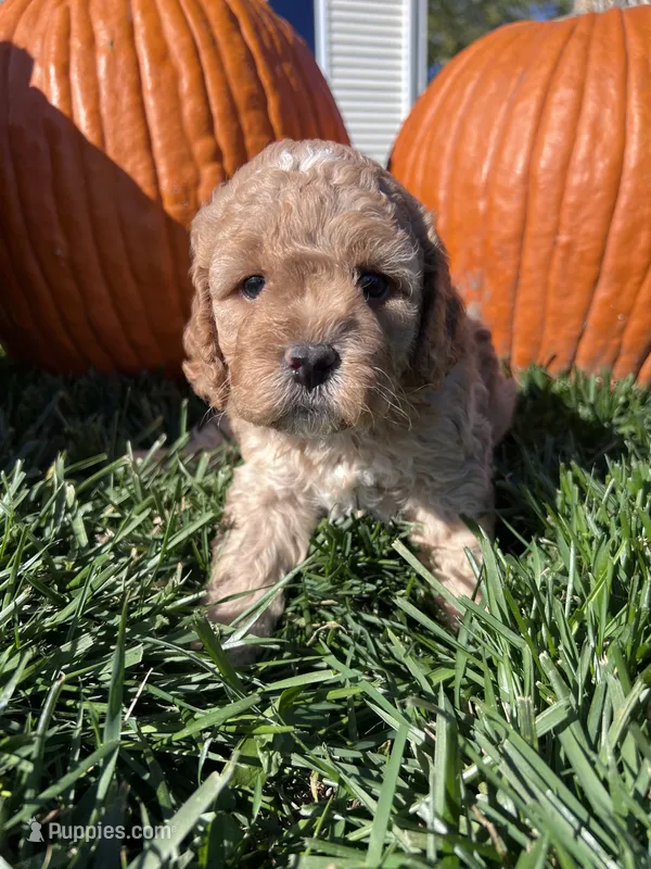 Koda – Cockapoo puppy for sale in Canton, SD