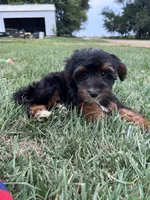 Teddy, a female Yorkipoo for sale in Canton, SD – 7 of 7
