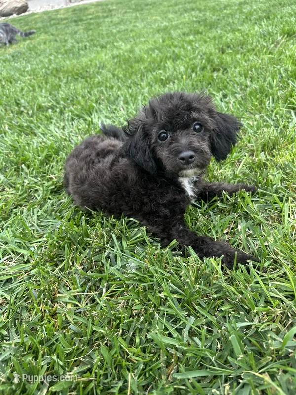Birdie – Bichpoo puppy for sale in Canton, SD
