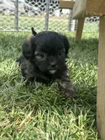 Reese, a female Shihpoo for sale in Canton, SD – 2 of 10