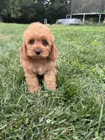 Alana, a female Cockapoo for sale in Canton, SD – 2 of 7