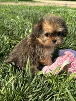 Wrenlee, a female Shorkie for sale in Canton, SD – 4 of 8