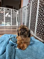 Doc, a male Shihpoo for sale in Canton, SD – Photo 7 of 7