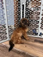 Doc, a male Shihpoo for sale in Canton, SD – Photo 3 of 7