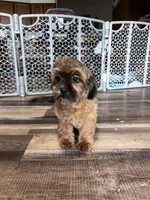 Doc, a male Shihpoo for sale in Canton, SD – Photo 5 of 7