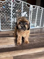 Doc, a male Shihpoo for sale in Canton, SD – Photo 1 of 7