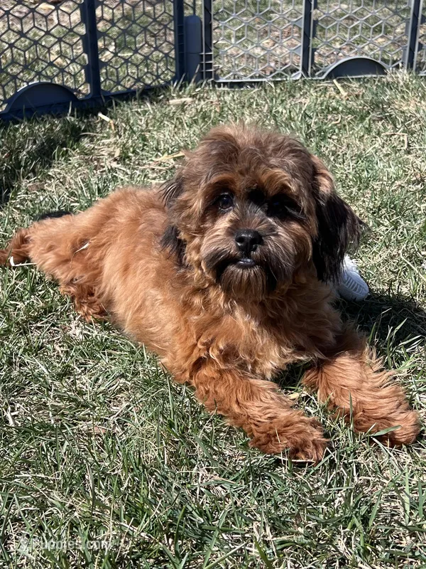 Doc – Shihpoo puppy for sale in Canton, SD