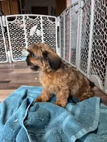 Doc, a male Shihpoo for sale in Canton, SD – Photo 6 of 7