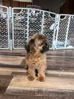 Doc, a male Shihpoo for sale in Canton, SD – Photo 4 of 7