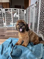 Doc, a male Shihpoo for sale in Canton, SD – Photo 2 of 7