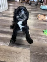 processed/06645dab-a538-484d-b318-f911e92e2a12/listing/28cf2a25-a0f7-40d9-89ab-aa5ad46a1aff/bfca04ad-0f72-48cb-9d43-44515084e270