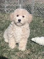 Nacho, a male Bichpoo for sale in Canton, SD – Photo 6 of 9