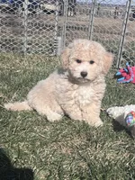 Nacho, a male Bichpoo for sale in Canton, SD – Photo 8 of 9