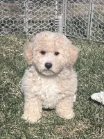 Nacho, a male Bichpoo for sale in Canton, SD – Photo 5 of 9