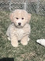 Nacho, a male Bichpoo for sale in Canton, SD – Photo 7 of 9