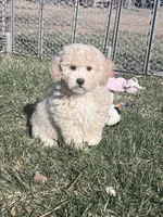 Nacho, a male Bichpoo for sale in Canton, SD – Photo 2 of 9