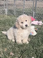 Nacho, a male Bichpoo for sale in Canton, SD – Photo 1 of 9
