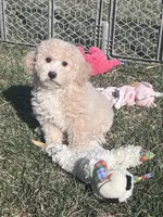 Nacho, a male Bichpoo for sale in Canton, SD – Photo 4 of 9
