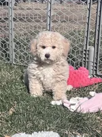 Nacho, a male Bichpoo for sale in Canton, SD – Photo 3 of 9