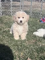 Nacho, a male Bichpoo for sale in Canton, SD – Photo 9 of 9