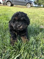 Colt, a male Shihpoo for sale in Canton, SD – 6 of 10
