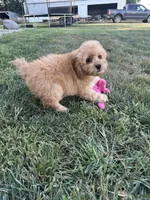 Dottie, a female Cockapoo for sale in Canton, SD – 6 of 7