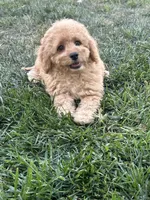 Dottie, a female Cockapoo for sale in Canton, SD – 4 of 7