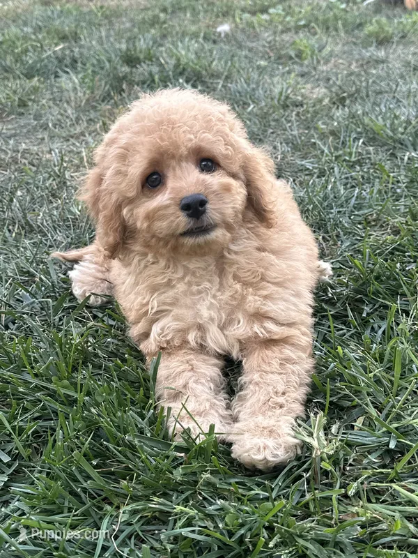 Dottie – Cockapoo puppy for sale in Canton, SD