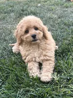 Dottie, a female Cockapoo for sale in Canton, SD – 1 of 7
