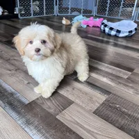 Gillian, a male Shihpoo for sale in Canton, SD – Photo 6 of 7