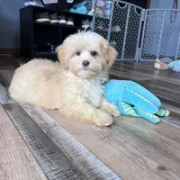 Gillian, a male Shihpoo for sale in Canton, SD – Photo 1 of 7