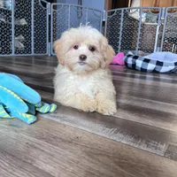Gillian, a male Shihpoo for sale in Canton, SD – Photo 3 of 7