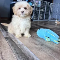 Gillian, a male Shihpoo for sale in Canton, SD – Photo 4 of 7