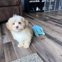 Gillian, a male Shihpoo for sale in Canton, SD – Photo 5 of 7