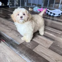 Gillian, a male Shihpoo for sale in Canton, SD – Photo 7 of 7
