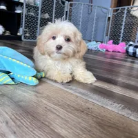 Gillian, a male Shihpoo for sale in Canton, SD – Photo 2 of 7