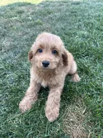 DJ, a male Cockapoo for sale in Canton, SD – 4 of 7