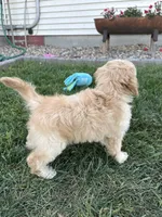 Dani, a female Cockapoo for sale in Canton, SD – 4 of 9