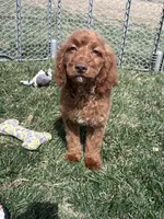 Karl, a male Cockapoo for sale in Canton, SD – 8 of 9