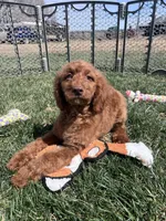 Karl, a male Cockapoo for sale in Canton, SD – 9 of 9