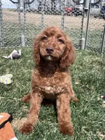 Karl, a male Cockapoo for sale in Canton, SD – 3 of 9