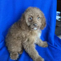 Karl, a male Cockapoo for sale in Canton, SD – Photo 4 of 6