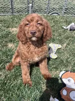 Karl, a male Cockapoo for sale in Canton, SD – 4 of 9