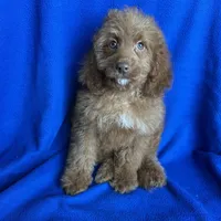 Karl, a male Cockapoo for sale in Canton, SD – Photo 5 of 6