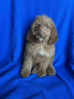 Karl, a male Cockapoo for sale in Canton, SD – Photo 5 of 6
