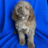 Karl, a male Cockapoo for sale in Canton, SD – Photo 2 of 6