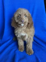 Karl, a male Cockapoo for sale in Canton, SD – Photo 2 of 6