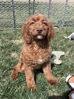 Karl, a male Cockapoo for sale in Canton, SD – 6 of 9