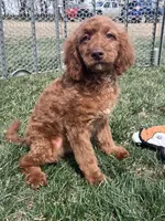Karl, a male Cockapoo for sale in Canton, SD – 5 of 9